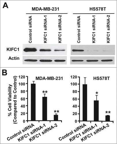 Figure 2. Depletion of KIFC1 in breast cancer cells results in loss of cell viability. (A) Western blots showing the depletion of KIFC1 after 2 d of transiently transfection of 50 nM KIFC1 siRNA (Dharmacon) in MDA-MB-231 and HS578T cells. (B) Breast cancer cells in 96-well plates were transiently transfected with KIFC1 siRNAs. After 7 d of culture, cell viability was measured by the CellTiter-Glo assay. All the values are the average of quadruple determinations with the s.d. indicated by error bars. *P < 0.05 verse cells treated with transfected with control siRNA. **P < 0.01 verse cells treated with transfected with control siRNA.