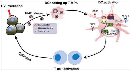 Figure 1. T-MPs function as novel cell-free cancer vaccines. Upon UV irradiation, tumor cells release MPs that contain tumor antigens and DNA fragments. After being taken up by DCs, DNAs of T-MPs induce the expression of type I IFN by activating the cGAS/STING pathway. Type I IFN, in turn, enhances DC maturation by upregulating CD80, CD86, and MHCII. Armed DCs then activate tumor-specific T cells, leading to cytolysis of tumor cells.
