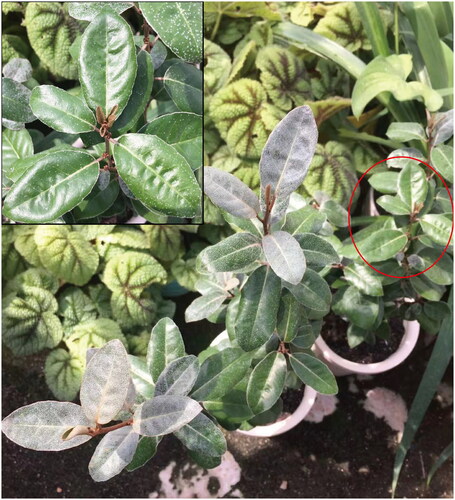 Figure 1. Two-year-old E. ‘viridis’ seedlings. The leaves of E. ‘viridis’ were ovoid and dark green, with dense white spots on the leaf surface (photographed by Fan Zhang, in Nanjing Botanical Garden, mem. Sun Yat-sen (118°49′55″E, 32°3′32″N), Nanjing, China).