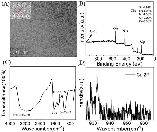 Figure 1 Characteristics of Cu-CDs. (A) TEM image of Cu-CDs. The Inset indicates the lattice structure of Cu-CDs. (B) XPS survey spectrum of Cu-CDs. (C) XPS high-resolution survey of Cu 2P. (D) FTIR spectrum of Cu-CDs.