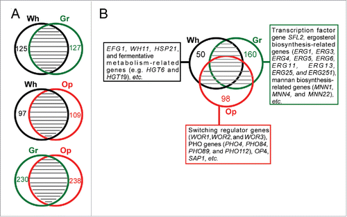 Figure 3. Global gene expression profiles in white, gray, and opaque cells of C. dubliniensis. Differentially expressed genes were identified by RNA-Seq analysis using a 2-fold cut-off. Wh, white; Gr, gray; Op, opaque. (A) Venn diagrams of differentially expressed genes between white-gray, white-opaque, and gray-opaque cell types. The numbers of cell type-specific genes are indicated. (B) White-, gray-, and opaque-specific genes.