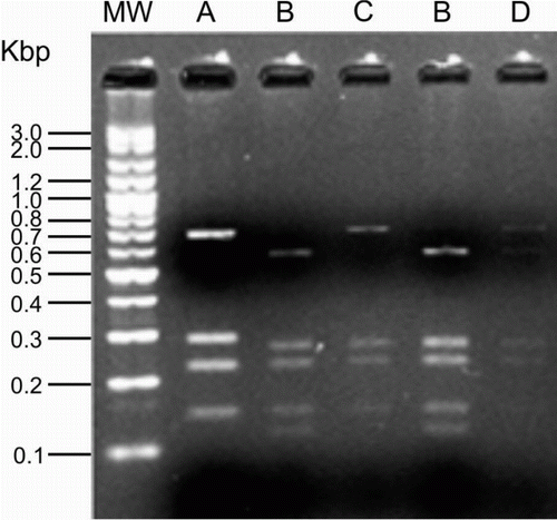 Figure 1.  Agarose gel electrophoresis of VP1 gene PCR products of CAV isolates digested with HinfI. Lane MW, molecular weight 100 bp (Fermentas, Burlington, Canada); lanes A, B, C and D, four different RFLP patterns.