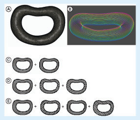 Figure 5. Patient-specific 3D intervertebral disc model, its layers, and the layer-wise alternating strand directions. (A) The wireframe 3D model of the intervertebral disc (IVD) of the patient; (B) the layers of the 3D IVD model after slicing of the 3D model into layers with colors changing from red to blue indicating the top and the bottom layer, respectively; the illustration of the alternating layers in the three architectures: architectures A–C with (C) 0°/90°, (D) 0°/60°/120° and (E) 0°/45°/90°/135° strand structures, respectively.