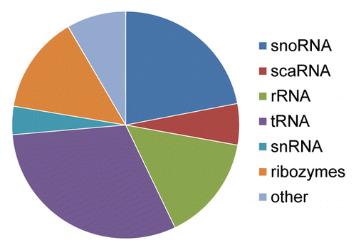 Figure 4. Depiction of various noncoding RNAs where distinct mutations resulted in microRNA formation. The distribution of 273 noncoding RNA miR alignments indicating non-transposable element origins identified in our analyses are depicted. In all, 60 corresponded to snoRNAs, 16 to scaRNAs, 41 to rRNAs, 84 to tRNAs, 11 to snRNAs, 38 to various ribozymes and 23 to other forms of noncoding RNAs such as antisense RNAs, long noncoding RNAs, tmRNAs, and sRNAs.