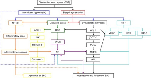 Figure 1 Potential molecular mechanisms through which obstructive sleep apnea has effects on endothelial progenitor cells.