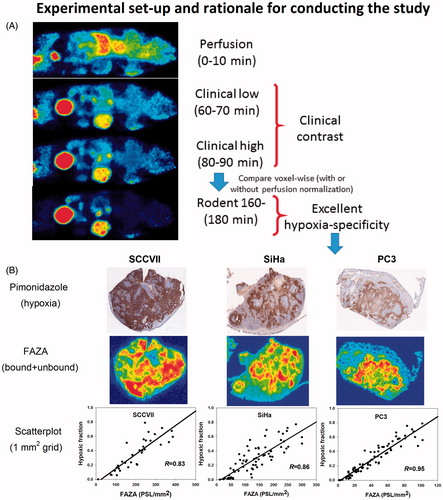 Figure 1. Experimental set-up and rationale for conducting the study. (A): Time series for FAZA-PET showing that in tumor-bearing mice (unlike patients), excellent hypoxia specificity is ultimately reached at late scan time points. We hypothesized that a clinical realistic intertissue and intratumoral image contrast is reached somewhere in the interval from 1 to 1.5 h PI (see section Discussion). (B): Invasive analysis confirming that late time PET scans in tumor-bearing mice are characterized by excellent hypoxia specificity (i.e., hypoxia maps are reliable). First row: Pimonidazole staining showing the distribution of pimonidazole adducts (hypoxic cells). Second row: Matching FAZA autoradiogram determined before pimonidazole staining using the same section. Last row: scatter plots showing the degree of spatial match between FAZA signal and density of hypoxic cells (segmented pimonidazole, see section Material and methods) using a pixel size of 1 mm2. It is clear that the distribution of tracer largely reflects the distribution of viable hypoxic cells. FAZA: 18F-azomycin arabinoside; PET: positron emission tomography.