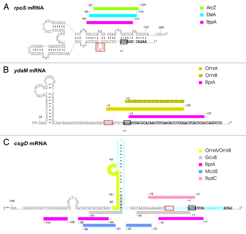 Figure 4. 5′-UTR parts of the mRNAs of rpoS, ydaM, and csgD with relevant secondary structures and sRNA binding regions. The images for rpoS and csgD mRNAs with relevant references have been published beforeCitation46 and are used here with permission. The binding region of RydC on csgD mRNA is according to reference Citation118. The ydaM mRNA secondary structure is based on computational prediction. The site of RprA interaction with ydaM mRNA was demonstrated by compensatory basepair exchanges.Citation93 OmrA/OmrB were found to downregulate ydaM expression, with their putative binding regions on ydaM mRNA being predicted (Mika F and Hengge R, unpublished).