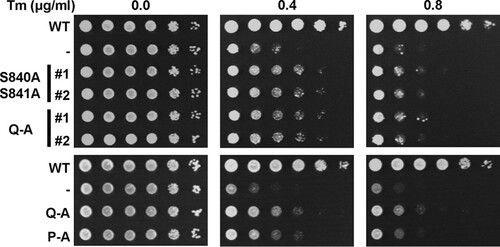 FIG 6 Survival of ER stress by activation loop mutants. Survival of ER stress induced with 0.4 and 0.8 μg/ml tunicamycin (Tm). Serial 10-fold dilutions of fresh overnight cultures of ire1Δ cells expressing the indicated IRE1 alleles from YCplac33 or carrying the empty vector (−) were spotted on SD minus uracil plates containing 0.4 or 0.8 μg/ml Tm and allowed to grow for 2 to 3 days before taking photographs. Rows labeled #1 and #2 indicate two independent transformants for the S840A S841A and Q-A mutants. The experiment was repeated three times with qualitatively similar results.