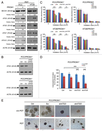 Figure 4. Genetic silencing of autophagy enhances the cytotoxic effect of PpIX-mediated PDT in the CSCs. (A) The total extracts of PROM1/CD133− and PROM1/CD133+ cells were harvested at 24 h post-PDT (1.3 J/cm2). The levels of ACTB and autophagy-related proteins, including ATG3, ATG5, ATG7, ATG12, and BECN1, were assessed by western blot analysis. The band intensities on films were analyzed by ImageJ software. The relative amounts of each protein were quantified as ratios to ACTB, indicated underneath each gel. The relative ratio of each protein in PROM1/CD133− cells is arbitrarily presented as 1. (B) The PROM1/CD133+ PCCs were infected with pGIPZ lentivirus (scrambled), ATG3 or ATG5 shRNA lentivirus. The protein expression of ATG3 and ATG5 was examined by western blot analysis. (C) The PROM1/CD133+ PCCs and PROM1/CD133+ HT29 cells that expressed specific shRNA were treated with PDT at various light doses. The cytotoxicity was then measured using the WST-1 assay. (D and E) The disaggregated PROM1/CD133+ PCCs that expressed specific shRNA were plated at 100 cells/well in an ultra-low attachment plate and treated with PDT (1.3 J/cm2). The number and size of the colonospheres were assessed as described for Figure 3. Scale bar: 50 μm. The results are expressed as the mean ± SE of 3 different experiments. *P < 0.05; **P < 0.01; ***P < 0.001.