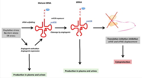 Figure 3. Model for angiogenin and tRNA fragmentation during kidney injury Cellular stress, such as oxidative stress, as it might occur during ischemia-reperfusion injury, promotes mature tRNA unfolding and exposition of a methylated adenosine at position 58 (mA58). Antibodies that recognize this epitope can be used to monitor tRNA unfolding under stress. In parallel, angiogenin is freed from its inhibitor, RNH1, and then becomes activated. Hypoxia and ER stress responses increase angiogenin expression. Angiogenin cleaves tRNA at the anticodon loop and fuel tiRNA formation, including 5' tRNA halves, which will interfere with the initiation of protein translation. Consequently, global protein synthesis will be reduced, which appears to be cytoprotective under cellular stress. In addition, mRNAs stalled in the initiation complex accumulate in the cytoplasm to produce stress granules. Because angiogenin and tRNA fragments are produced in the epithelium under stress, they can accumulate in the plasma of individuals with renal failure and may provide information on the prognosis.