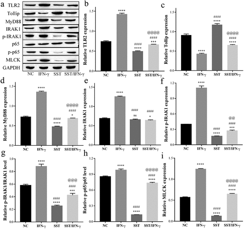 Figure 3. SST inhibited IFN-γ-mediated TLR2/MyD88/NF-κB/MLCK signal activation in Caco-2 cells. (a) Western blotting results of TLR2/MyD88/NF-κB/MLCK signaling. (b-i) The relative protein levels measured by ImageJ software. NC, negative control; IFN-γ, IFN-γ treated only; SST, SST treated only; SST/IFN-γ, SST pretreated before IFN-γ treatment. One‑way ANOVA followed by Bonferroni post hoc test was used to compare the differences among different groups, ‘ns’ indicated no significance. nsP>0.05, *P < 0.05, ***P < 0.001, ****P < 0.0001 vs. NC group; ####P < 0.0001 vs. IFN-γ group; @@P < 0.01, @@@P < 0.001, @@@@P < 0.0001 vs. SST group.