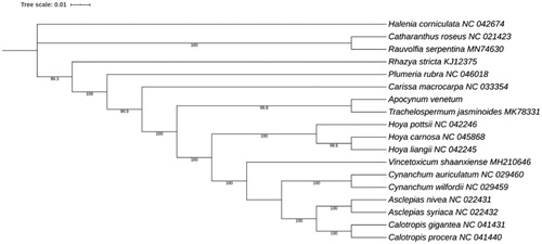 Figure 1. ML phylogenetic tree of Apocynaceae inferred from protein-coding genes of cp genomes. The Halenia corniculata was set as the outgroup. The numbers above the lines were bootstrap support values for ML analyses.