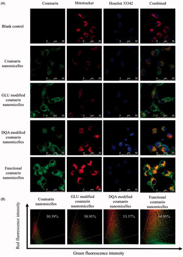 Figure 6. Co-localization of functional coumarin nanomicelles with mitochondria of brain glioma cells. (A) Co-localization with mitochondria of brain glioma U87MG cells; (B) Quantitative analysis of co-localization rates.