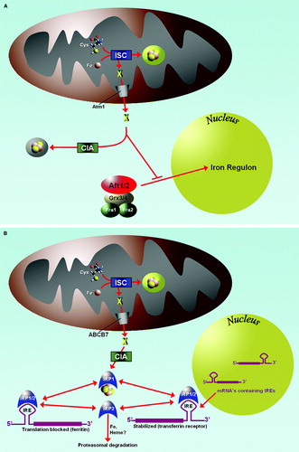 Figure 3.  Iron homeostasis is regulated by Fe/S protein assembly systems. (A): In yeast, the ISC assembly machinery produces an unknown substrate which is exported to the cytosol by Atm1. The substrate, which may be identical to the substance needed for Fe/S cluster formation on Cfd1/Nbp35 (see Figure 2), prevents the translocation of the transcription factors Aft1/2 into the nucleus and the activation of the iron regulon. Thus, insufficiency in any part of the mitochondrial ISC machineries results in a ‘low iron’ signal which is mediated by Aft1/Aft2 and possibly other proteins including Grx3/Grx4 and Fra1/Fra2 to result in the activation of the iron regulon. (B): In mammalian tissues, the presence or absence of an Fe/S cluster on IRP1 serves as a binary switch, determining the binding capacity of the protein to mRNA stem loop structures serving as iron-responsive elements (IRE). When the Fe/S cluster is absent, IRP1 has the ability to bind to IREs, thereby stabilizing mRNAs with 3’-UTR IREs (e.g. transferrin receptor 1) and blocking translation of mRNAs with 5’-UTR IREs (e.g. ferritin). Hence, appropriate regulation of iron handling by mammalian cells requires not only the mitochondrial ISC machineries including the substrate exported by ABCB7, but also a functional cytosolic assembly system (CIA).