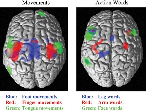 Figure 1 Neurofunctional links between language and action: Left: Somatotopic sensorimotor activation in pre‐ and postcentral gyrus during simple repetitive movements of the tongue (in green), index finger (red), and foot (blue). Right: Somatotopic activation during passive reading of action words related to the face (e.g., “lick”, in green), arm or hand (“pick”, red), and leg or foot (“kick”, blue). The somatotopic activation of motor systems reflects aspects of the meaning of the language elements under processing (from Hauk et al., Citation2004).