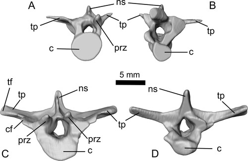FIGURE 7. Dorsal vertebrae A (A, B) and B (C, D) of Ceoptera evansae (NHMUK PV R37110), in A, C, anterior and B, D, posterior views. Abbreviations: c, centrum; cf, capitular facet; ns, neural spine; prz, prezygopophysis; tf, tubercular facet; tp, transverse process.