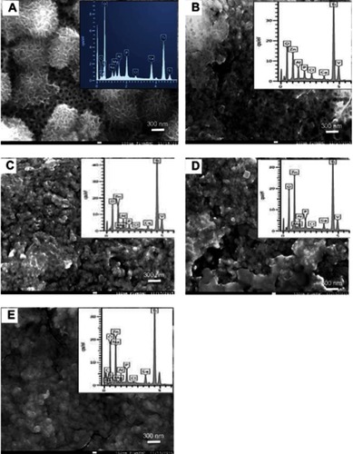 Figure 2 SEM images of HA nanoparticles on top of Ti alloy. (A) The self-assembled titania nanotubes (TiO2 NTs) with hydroxyapatite (HA), (B) nano zinc oxide (nZnO) grown on the TiO2 NTs without any heat treatment, or nZnO grown on the TiO2 NTs after heating to either (C) 350ºC, (D) 450ºC, and (E) 550 ºC. The inset in each panel shows the elemental composition of the coatings by EDS. Images are examples from at least three replicates.