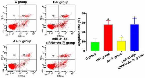 Figure 3. Cell apoptosis rates. aP < 0.05 vs. C group, bP < 0.05 vs. H/R group, cP < 0.05 vs. As-IV group