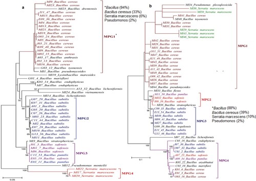 Figure 4. Phylogenetic tree of bacterial isolates obtained from the rhizospheres of Bt and non-Bt cotton. *MPG: Monophyletic group. (a) Rhizosphere of Bt cotton, (b) Rhizosphere of non-Bt cotton.