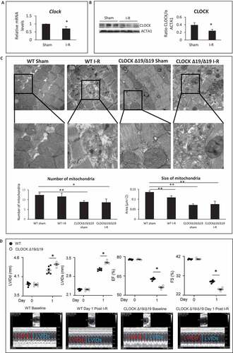 Figure 1. Circadian Clock gene disruption impairs cardiac structure and function. (A) Clock mRNA expression in murine hearts from sham-operated controls and following ischemia-reperfusion (I-R). (B) Left panel; western blot analysis of CLOCK protein expression in murine cardiac muscle in sham-operated controls and following I-R; ACTA1 was used as a loading control; Right panel Quantification of western blot analysis from Left panel. (C) Upper, representative electron micrographs (EM) of murine cardiac muscle from wild-type (WT) and CLOCK Δ19/Δ19 hearts from sham-operated controls and I-R, (see methods for details), Center panel, magnified regions of the images, magnification = 500 nm, 19,000X, Lower panel, Quantitative analysis for EM images were derived from n = 4 randomly selected grids examined at 5800X counting > 80 mitochondria per section, from n = 3 sections per mouse heart using n = 3 blocks. (D) Echocardiography data for cardiac function in WT and CLOCK Δ19/Δ19 mice pre- and post 24 h following I-R. The top histograms represent left ventricular diastolic (LVIDd) dimensions, left ventricular systolic (LVIDs) dimensions, % ejection fraction (% EF) and % fractional shortening (% FS); bottom, representative M mode images, data are expressed as mean ± SEM, *p < 0.05, ** p < 0.01, n = 3–5 mice for each condition tested