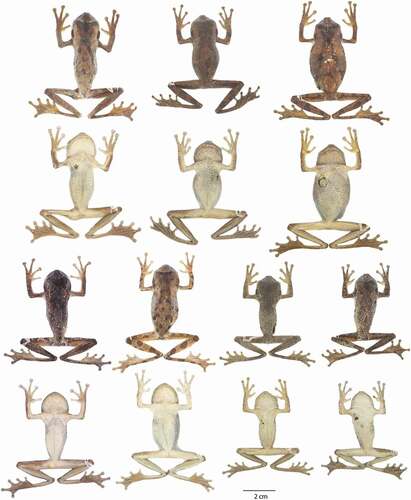 Figure 5. Adult preserved specimens of Osteocephalus sangay showing variation in dorsal and ventral coloration. From left to right, first and second rows: QCAZ 58832 (holotype, adult female), QCAZ 58824, 58839 (females); third and fourth rows: QCAZ 58825, QCAZ 59125 (females), QCAZ 58840, 59124 (males). All specimens are shown at the same scale. Photographs by Valeria Chasiluisa