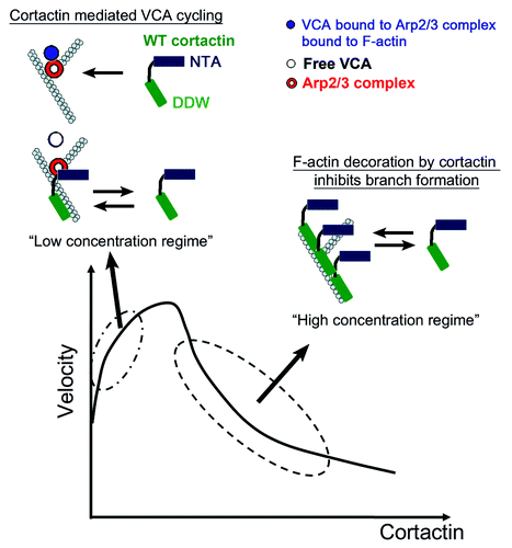 Figure 1. In the bottom part is depicted a schematic plot of the bead velocity as a function of the cortactin concentration. At low concentrations, cortactin enhances the release of WASP-VCA molecules from the newly-formed branches, which induce an increase in the bead velocity. At high concentrations cortactin has an inhibitory effect due to its high affinity to F-actin, leading to its attachment to the filaments and prevents the binding of WASP-VCA-Arp2/3 complex and branch formation.