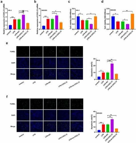 Figure 4. Elevated CXCL12 expression inhibits LPS-induced HK-2 and HEK293 cells progression.