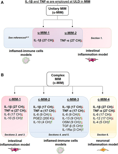 Figure 2 (A) The rationale of the present study is based on the fact that ULD of IL-1β and TNF-α are employed in the tested MI medicines (MIM). The anti-inflammatory role of these cytokines, when used at 27 CH, under the respective form of unitary MIM (u-MIM) has been reported by Floris et al 2020,Citation9 and Jacques et al 2021,Citation11 in a model of inflamed-immune cells (blue box) consisting of LPS-inflamed human primary monocytes and THP-1 cells. In the current study, the effects of these u-MIM were appraised in an intestinal model of inflammation (red box; see Results Section 1., for the results). (B) Scheme recapitulating the overall organization of the present manuscript regarding the four complex-MIM (c-MIM) studied. The formulation of each c-MIM is detailed. As each c-MIM formulation was tested in a particular context, the corresponding Results’ sections within this manuscript are reported at the bottom of each colored box (red box, intestinal inflammation model; blue box, inflamed-immune-cells model; yellow box, neuronal inflammation model). The arrows represent the direction of the oriented biological response mediated by the LD/ULD employed in micro-immunotherapy medicines (MIM). Green arrow, Stimulation of a biological response; Red arrow, Modulation/inhibition of a biological response; Combined Green and Red arrow, Modulation of a biological response; K, Korsakovian dilution.