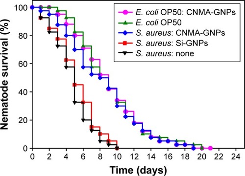 Figure 5 Kaplan–Meier survival curves for nematodes infected with S. aureus. Results of killing assays of C. elegans strain fer-15; fem-1 infected with S. aureus and fed with Si-GNPs or CNMAGNPs. Non-treated infected nematodes were considered as none. The percentage survivals shown represent the results of three independent experiments (n=60) performed. E. coli OP50 was the common food source and used as the control strain.Abbreviations: CNMA, cinnamaldehyde; GNP, gold nanoparticle; Si, silica.