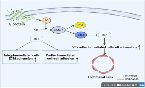 Figure 5. The mechanistic rationale for the involvement of the Rap1 signaling pathway in lung injury.