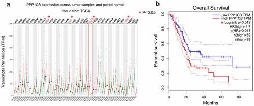 Figure 1. PPP1CB expression profiling in cancer tissue and normal tissue from The Cancer Genome Atlas. (a) PPP1CB expression across tumor datasets (T; red dots) and matched paracancerous tissue (N; green dots) datasets. Each single point represents the expression of PPP1CB in a single sample. Comparison between tumor and normal tissue was performed using the GEPIA tool, and significantly elevated expression was determined by a high log2FC value and a percentage value greater than the threshold value. Cancer types indicated in red have significantly higher PPP1CB expression than corresponding normal tissue. (b) Kaplan‑Meier survival analysis of patients based on PPP1CB expression (data from TCGA datasets). HR: hazard ratio. *P < 0.05.