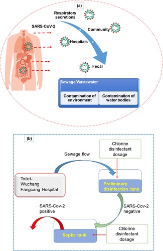 Figure 2. (a) Sewage pathways and summary of wastewater infectivity from COVID-19 patients’ secretions and excretions. (b) Schematic disinfection procedure of the septic tanks of Wuchang Cabin Hospital.