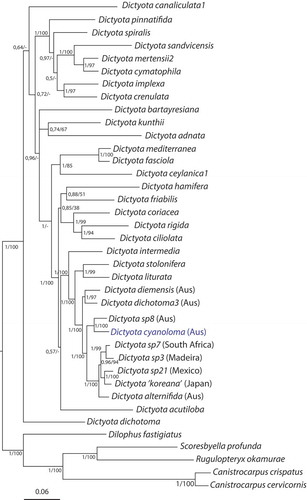 Fig. 1. Phylogenetic tree obtained by ML-inference of a dataset containing six genes (partial LSU rDNA, rbcL, psbA, cox1, cox3 and nad1). Numbers at the nodes indicate posterior probabilities followed by ML-bootstrap values.