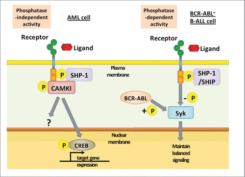 Figure 2. Downstream signaling of ITIM-containing receptor in different leukemia cells. In AML cells, binding of ligands or interaction between receptors activates LILRBs and results in tyrosine phosphorylation in ITIMs. This event is followed by recruitment of SHP-1, which acts as a phosphatase-independent scaffolding protein and forms a complex with the kinase CAMKI. CAMKI activation then induces phosphorylation and nuclear translocation of transcription factor CREB. In contrast, in BCR-ABL+ B-ALL cells, BCR-ABL-induced phosphorylation of Syk is balanced by SHP-1- and SHIP-mediated dephosphorylation. By preventing hyperphosphorylation of Syk, ITIM-containing receptors enable over-activated malignant B cells to avoid negative selection.