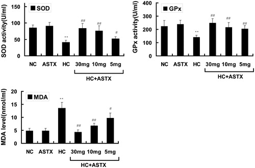 Figure 1. Antioxidative effects of ASTX on lipid peroxidation and the activity of SOD and GPx. Experimental rats were fed with a high-fat diet before treatment with solvent or ASTX. The amount of SOD (A), GPx (B) activities and MDA levels or lipid peroxidation (C) in the blood samples were determined. Data are expressed as the amount of SOD or MDA, mean ± SEM; n = 10; **p < 0.01, compared with rats fed with a normal diet; #p < 0.05, ##p < 0.01, compared with rats fed with a high-fat diet.