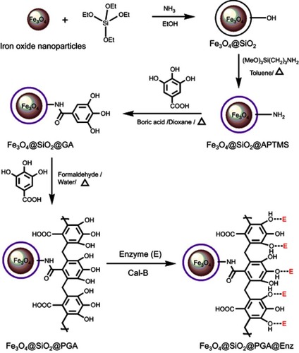 Figure 1 Schematic diagram for the preparation route of Cal-B enzyme immobilized polymer-grafted magnetic silica nanoparticles.