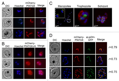 Figure 5. Localization of mCherry-PfATG8 and mCherry-PfATG8∆G. (A) Transgenic mCherry-PfATG8-expressing lines were treated with Hoechst 33258 to stain the nuclei (blue: excitation 365 nm and emission 445 nm) and analyzed by live cell fluorescent light microscopy using an- AxioSkope Mot Plus epifluorescence microscope (Zeiss) with a CCD camera (Hamamatsu) analyzing the distribution of mCherry-PfATG8 (red: excitation 550 and emission 605 nm) which localized to distinct subcellular structures in trophozoite (i and ii), schizont (iii), stage parasites. Images were acquired using OpenLab (Perkin Elmer) and were processed with Image J (NIH) and Photoshop. Scale bar: 2 µm. (B) Transgenic P. falciparum expressing mCherry-PfATG8∆G (red) were stained with Hoechst 33528 (blue) and analyzed as described in (A). Images of trophozoite (i and ii) and schizont (iii) stage parasites are shown. Scale bar: 2 µm. (C) Volumetric 3D-reconstruction of GFP-PfATG8 in vivo (green: excitation 475 to 495 nm and emission 510 to 530 nm) and MitoTracker Red CMXRos (red: excitation548 to 572 nm and emission 590 to 624 nm) in P. falciparum merozoites, trophozoite and schizont using a Zeiss Axio Observer.Z1 microscope with CoolSNAP HQ2 Camera (Photometrics). Nuclei are stained with DAPI (blue: excitation: 381 to 393 nm and emission 420 to 460 nm). Inset in left image shows 2 merozoites on a greater scale. (D) Transgenic P. falciparum expressing both mCherry-PfATG8 and aLipDH-GFP were counterstained with Hoechst 33258 (blue) and analyzed by live cell fluorescent light microscopy using a Delta Vision Core deconvolution microscope (Applied Precision, Inc.) using GFP/FITC filters (excitation 500 nm, emission 560 nm), mCherry filters (excitation 560 nm, emission 630 nm) and DAPI filters (excitation 325 nm, emission 460 nm). Trophozoite (i), early schizont (ii), and late schizont (iii) stages are shown. The Pearson’s coefficients (r) shown next to each image represent the degree of colocalization of mCherry-PfATG8 and aLipDH-GFP in individual images. Scale bar: 2 µm.