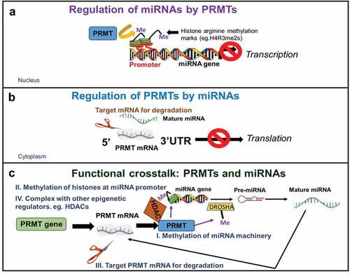 Figure 3. Mechanisms of interaction between miRNAs and PRMTs.