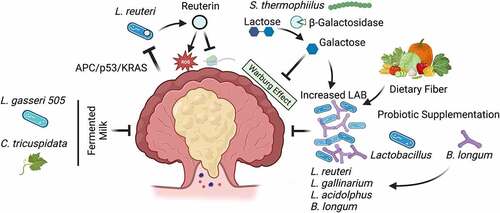 Figure 3. Lactic acid bacteria inhibit colorectal cancer tumorigenesis. Colorectal cancer (CRC) is characterized by a reduction in lactic acid bacteria (LAB). In a murine model of adenomatous polyposis coli/tumor protein 53/Kirsten rat sarcoma viral oncogene homolog (APC/p53/KRAS) mutant CRC, host metabolites directly inhibit Lactobacillus reuteri (L. reuteri) growth and the production of the microbial metabolite reuterin, that inhibits protein translation and generates cytotoxic reactive oxygen species in CRC cells to restrict cell growth. Streptococcus thermophilus (S. thermophilus) secretes the enzyme β-Galactosidase that produces galactose, that inhibits oxidative phosphorylation and Warburg metabolism in CRC cells. Various LAB inhibit tumor growth through a variety of indeterminate mechanisms, and the CRC-associated depletion of these species can be offset by increased abundance of galactose, dietary fibers, or the presence of other probiotic species. Finally, LAB may ferment dietary components such as Cudrania triscuspidata (C. tricuspidata) to produce antioxidants that restrict tumor growth.