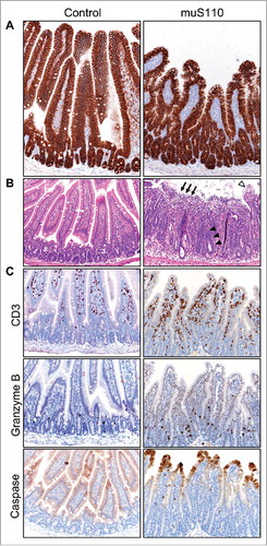 Figure 3. Effect of treatment with muS110 on mouse duodenal tissue. A, IHC showing similar expression of EpCAM in enterocytes from animals treated with vehicle control (left) or muS110 (right). B, HE stain of mouse duodenal tissue from vehicle control-treated animal (left) showing normal, healthy crypt epithelium and villi; and from muS110-treated animals showing crypt elongation with enterocyte hyperplasia (arrow head), villous collapse and mucosal ulceration (arrow) as well as vacuolated tip enterocytes (open arrow head). C, IHC illustrating presence of CD3-positive lymphocytes as well as Granzyme B- and caspase-positive cells in animals treated with vehicle control or muS110. Ten animals per group received 0.05 mg/kg/day of muS110 once every day for two days. Images from representative animals are shown (200 × ).