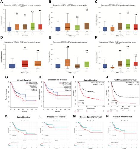 Figure 2 Association of FSTL3 mRNA expression with tumor grades, cancer stages and prognosis in gastric cancer (GC) patients. (A-F) Association of FSTL3 mRNA expression with nodal metastasis status, tumor grade, patient’s age, patient’s sex, patient’s race, and individual cancer stages in GC patients (**P < 0.01); (G) Overall survival (OS) from the GEPIA database (n=384). (H) Disease-free survival (DFS) from the GEPIA database (n=384). (I) OS from the Kaplan–Meier plotter database (n=881). (J) Post-progression survival (PPS) from the Kaplan–Meier plotter database (n=503). (K–N) OS, disease-free interval (DFI), disease-specific survival (DSS), and platinum-free interval (PFI) based on TCGA-STAD data (n=443).