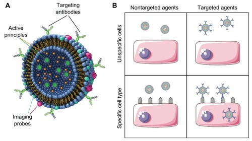 Figure 4 Theranostic agents in molecular recognition processes. (A) A liposomal theranostic agent includes surface antibodies that participate in the molecular recognition process with targeted cells, imaging probes (for diagnostic purposes), and active principles of treatment. (B) Targeting of specific cells occurs via expression of specific surface receptors against which theranostic agents are “immunized”Note: Both immunized agents and expression of cell biomarkers (low-right corner) are required for the molecular recognition process.