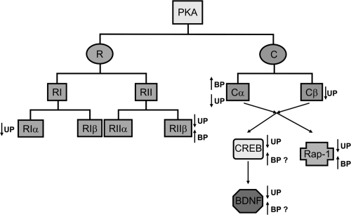 Figure 2 PKA catalytic (C) and regulatory (R) subunit isoforms expressed in brain and decrease (↓) or increase (↑) in expression of specific C and R subunits and of CREB and BDNF in unipolar (UP) and bipolar (BP) disorders. PKA R subunits are divided into two subtypes, RI and RII. RI and RII subtypes contain two isoforms each, ie, α and β. All four R subunit isoforms are expressed in brain. On the other hand, brain expresses α and β isoforms of C subunit. The indicated decreases and increases in PKA subunits are based on human postmortem and peripheral studies in unipolar and bipolar disorder patients. The question mark (?) indicates the possible upregulation of BDNF and CREB in bipolar disorder patients based on preclinical studies.