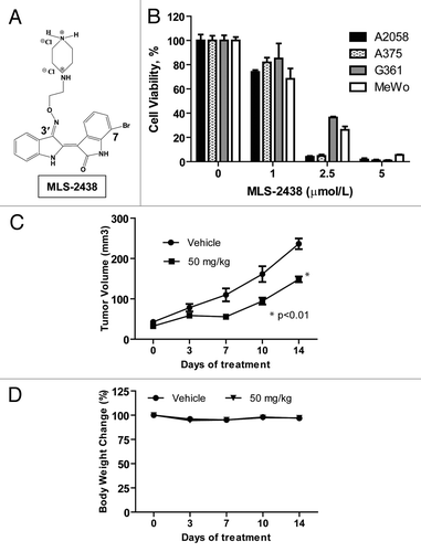 Figure 1. MLS-2438 suppresses viability of human melanoma cells and tumor growth in a mouse xenograft model. (A) structure of MLS-2438. Indirubin molecule was derivatized with a bromo-group at the 7-position on one indole ring and a hydrophilic group at the 3′-position on the other indole ring. The synthesis of this 7-bromoindirubin derivative was reported previously.Citation31 (B) A2058, A375, G361 and MeWo human melanoma cells were treated with MLS-2438 at various concentrations for 24 h. Viable cells were counted by using a cell viability analyzer. The values of cell viability were calculated as percentages of viable cell numbers from bromoindirubin-treated cells to viable cell numbers from the DMSO-treated cells. (C) MLS-2438 suppressed tumor growth of MeWo human melanoma xenografts in NSG mice. (D) Body weight change. MLS-2438-or vehicle- treated mice were weighed on the same dates as tumors were measured. Body weight change is shown as percentage to the weight on the starting date. Points, mean (n = 8); bars, SE; *p < 0.01 vs. control.