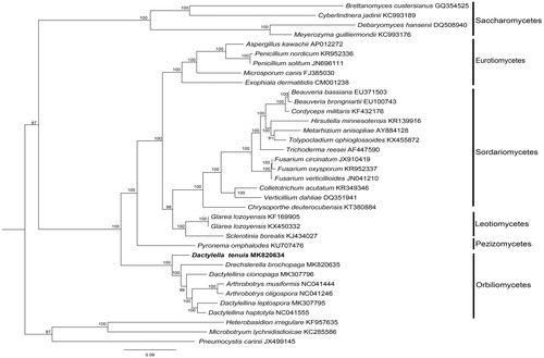Figure 1. The phylogenetic tree of the Dactylella tenuis mitogenome and related organisms based on 14 conserved mitochondrial protein-coding genes (cox1, atp6, nad2, nad3, cox3, cob, nad4L, nad5, nad6, cox2, atp8, nad4, atp9, nad1). The conserved mitochondrial protein-coding genesis downloaded from GenBank and the phylogenic tree was generated using Bayesian inference (BI).