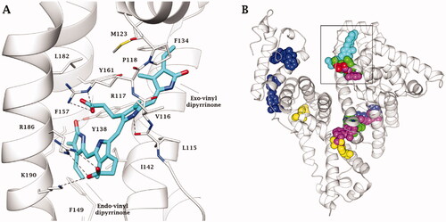 Figure 4. A) X-ray solved structure of 4Z,15E-bilirubin-IX-α in complex with HSA (PDB 2VUE). B) Superposition of BR (cyan), naproxen (red, PDB 2VDB), indomethacin (green, PDB 2BXM), diclofenac (magenta, PDB 4Z69), ibuprofen (yellow, PDB 2BXG) and sulfasalazine (blue, PDB 6R7S) bound to HSA. H-bonds are depicted as black dashed lines. Amino acids are labelled with one letter symbols: F, Phe; I, Ile; K, Lys; L, Leu; P, Pro; R, Arg; V, Val; Y, Tyr.