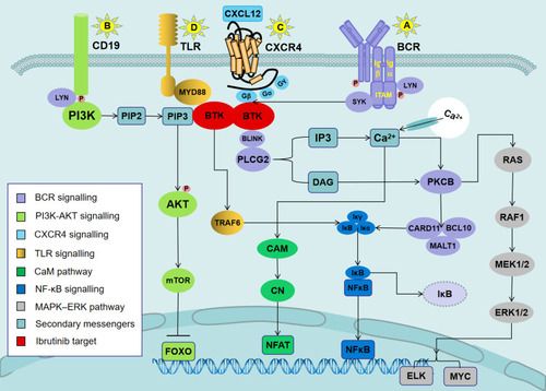 Figure 1 Signaling pathways involved in the mechanisms of action of ibrutinib in CLL.Notes: (A) Antigen binding to the BCR triggers the activation of SYK and BTK. BTK is mostly responsible for the activation of PLCG2. PLCG2 is involved in inducing intracellular calcium release and extracellular calcium influx, followed by the activation of ERK1/ERK2 and NF-κB, as well as NFAT. (B) In parallel, LYN phosphorylates the BCR co-receptor CD19, which activates PI3K. Akt is activated via PI3K. PI3K catalyzes membrane-associated PIP2 to generate PIP3. PIP3 attracts the amino-terminal PH lipid-interaction module of BTK, which in turn allows SYK and LYN to completely activate the BTK enzyme. (C) BTK is essential for CXCR4- and CXCR5-mediated signaling pathways. CXCL12 most probably induces BTK activation through the interaction of heterotrimeric G protein subunits with BTK. (D) Ligands binding to TLR induce the MYD88-mediated activation of NF-κB. BTK has been shown to contribute to TLR signaling by interacting with the intercellular domains of most TLRs.Abbreviations: ERK1/2, extracellular signal-regulated kinase 1/2 (also termed MAPK3/MAPK1); NF-κB, nuclear factor-κB; PI3K, phosphatidylinositol 3-kinase; NFAT, nuclear factor of activated T cells; PIP2, phosphatidylinositol 4,5-diphosphate; PIP3, phosphatidylinositol 3,4,5-trisphosphate; CXCR4, CXC-chemokine receptor 4; CXCL12, CXC chemokine ligand 12; TLR, Toll-like receptor; MYD88, myeloid differentiation primary response 88.