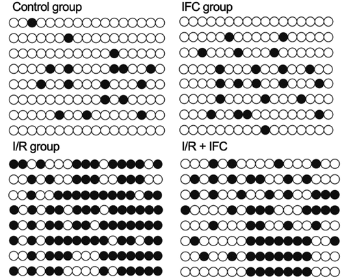 Figure 3. IFC-305 reduced the abnormally high level of DNA methylation of the CSE promoter in the renal tissue of I/R rats. The level of DNA methylation of CSE promoter was enhanced in the renal tissue of I/R rats and repressed by subsequent IFC-305 treatment.