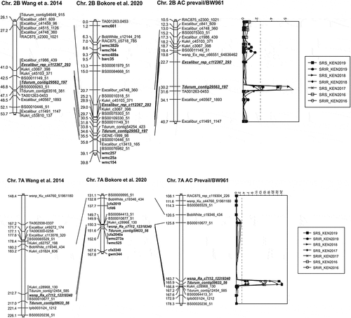 Fig. 2 Linkage map of stem rust resistance QTL detected on chromosomes 2B and 7A in the ‘BW961ʹ/‘AAC Prevail’ population in Njoro, Kenya from 2016 to 2019, aligned with previously published hexaploid wheat high density consensus maps (Wang et al. Citation2014; Bokore et al. Citation2020)