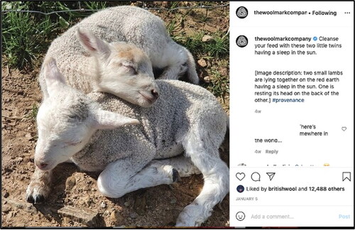 Figure 3 Two small lambs cuddling received the highest number of likes in the Woolmark account.